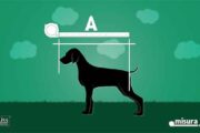 Come misurare un animale domestico - Video tutorial