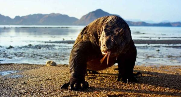 Quanto c'è di vero nei documentari naturalistici?